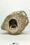 30660 - Well Preserved 1.68 Inch Harpes perradiatus Lower Devonian Trilobite