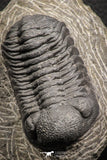 07608 - Nicely Preserved 2.44 Inch Austerops sp Lower Devonian Trilobite