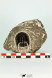 30660 - Well Preserved 1.68 Inch Harpes perradiatus Lower Devonian Trilobite