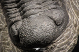07608 - Nicely Preserved 2.44 Inch Austerops sp Lower Devonian Trilobite