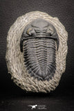 07609 - Top Quality 2.60 Inch Hollardops merocristata Middle Devonian Trilobite