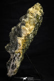 21569 - Association Quartz + Pyrite + Barite Crystals - Alnif (Morocco)