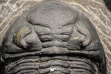 07609 - Top Quality 2.60 Inch Hollardops merocristata Middle Devonian Trilobite