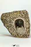 30661 - Beautiful 1.59 Inch Harpes perradiatus Lower Devonian Trilobite