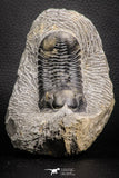 07610 - Beautiful 2.64 Inch Morocconites malladoides Middle Devonian Trilobite