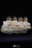 20484 - Museum Grade 6.46 Inch Globidens phosphaticus (Mosasaur) Partial Right Hemi-Jaw Cretaceous