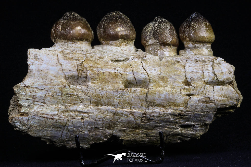 20484 - Museum Grade 6.46 Inch Globidens phosphaticus (Mosasaur) Partial Right Hemi-Jaw Cretaceous