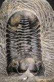 07610 - Beautiful 2.64 Inch Morocconites malladoides Middle Devonian Trilobite