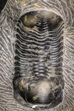 07610 - Beautiful 2.64 Inch Morocconites malladoides Middle Devonian Trilobite