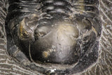 07610 - Beautiful 2.64 Inch Morocconites malladoides Middle Devonian Trilobite