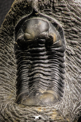 07610 - Beautiful 2.64 Inch Morocconites malladoides Middle Devonian Trilobite