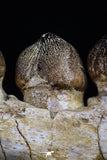 20484 - Museum Grade 6.46 Inch Globidens phosphaticus (Mosasaur) Partial Right Hemi-Jaw Cretaceous