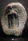 07610 - Beautiful 2.64 Inch Morocconites malladoides Middle Devonian Trilobite