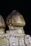 20484 - Museum Grade 6.46 Inch Globidens phosphaticus (Mosasaur) Partial Right Hemi-Jaw Cretaceous