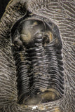07610 - Beautiful 2.64 Inch Morocconites malladoides Middle Devonian Trilobite