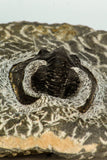 30661 - Beautiful 1.59 Inch Harpes perradiatus Lower Devonian Trilobite