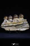 20484 - Museum Grade 6.46 Inch Globidens phosphaticus (Mosasaur) Partial Right Hemi-Jaw Cretaceous