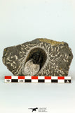 30662 - Top Quality 1.79 Inch Harpes perradiatus Lower Devonian Trilobite