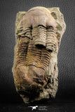 07611 - Top Nice Association 2 Ectillaenus sp Middle Ordovician Trilobites