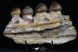 20484 - Museum Grade 6.46 Inch Globidens phosphaticus (Mosasaur) Partial Right Hemi-Jaw Cretaceous