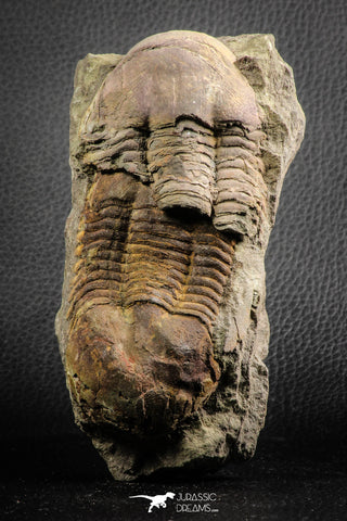 07611 - Top Nice Association 2 Ectillaenus sp Middle Ordovician Trilobites