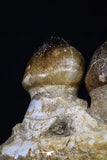 20484 - Museum Grade 6.46 Inch Globidens phosphaticus (Mosasaur) Partial Right Hemi-Jaw Cretaceous