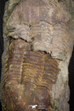 07611 - Top Nice Association 2 Ectillaenus sp Middle Ordovician Trilobites
