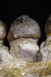 20484 - Museum Grade 6.46 Inch Globidens phosphaticus (Mosasaur) Partial Right Hemi-Jaw Cretaceous