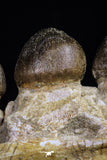 20484 - Museum Grade 6.46 Inch Globidens phosphaticus (Mosasaur) Partial Right Hemi-Jaw Cretaceous