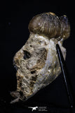20484 - Museum Grade 6.46 Inch Globidens phosphaticus (Mosasaur) Partial Right Hemi-Jaw Cretaceous