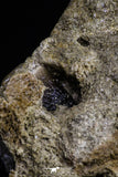 20484 - Museum Grade 6.46 Inch Globidens phosphaticus (Mosasaur) Partial Right Hemi-Jaw Cretaceous