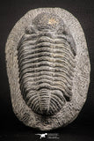 07612 - Top Huge 5.57 Inch Drotops armatus Middle Devonian Trilobite