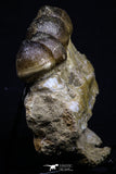 20484 - Museum Grade 6.46 Inch Globidens phosphaticus (Mosasaur) Partial Right Hemi-Jaw Cretaceous