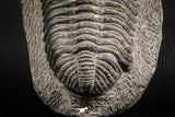 07612 - Top Huge 5.57 Inch Drotops armatus Middle Devonian Trilobite