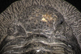 07612 - Top Huge 5.57 Inch Drotops armatus Middle Devonian Trilobite