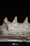 20485 - Top Rare 6.42 Inch Maroccosuchus zennaroi Right Mandibular Fragment
