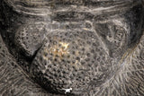 07612 - Top Huge 5.57 Inch Drotops armatus Middle Devonian Trilobite