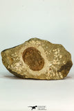 30665 - Beautiful 1.98 Inch Unidentified Asaphid Trilobite Ordovician Morocco