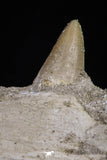 20485 - Top Rare 6.42 Inch Maroccosuchus zennaroi Right Mandibular Fragment