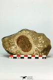 30665 - Beautiful 1.98 Inch Unidentified Asaphid Trilobite Ordovician Morocco