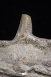 20485 - Top Rare 6.42 Inch Maroccosuchus zennaroi Right Mandibular Fragment