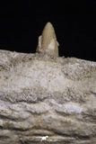 20485 - Top Rare 6.42 Inch Maroccosuchus zennaroi Right Mandibular Fragment