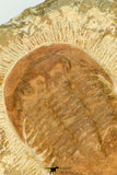 30665 - Beautiful 1.98 Inch Unidentified Asaphid Trilobite Ordovician Morocco