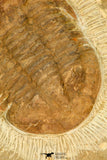 30665 - Beautiful 1.98 Inch Unidentified Asaphid Trilobite Ordovician Morocco