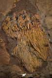 07613 - Top 18.11 Inch Silurian Scyphocrinites elegans Crinoid Plate
