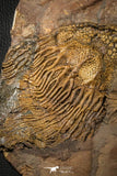 07613 - Top 18.11 Inch Silurian Scyphocrinites elegans Crinoid Plate