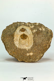 30666 - Top Beautiful Association of 2 Onnia sp Ordovician Trilobites