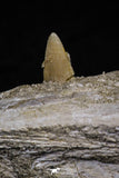 20485 - Top Rare 6.42 Inch Maroccosuchus zennaroi Right Mandibular Fragment
