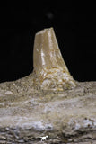 20485 - Top Rare 6.42 Inch Maroccosuchus zennaroi Right Mandibular Fragment