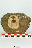 30666 - Top Beautiful Association of 2 Onnia sp Ordovician Trilobites